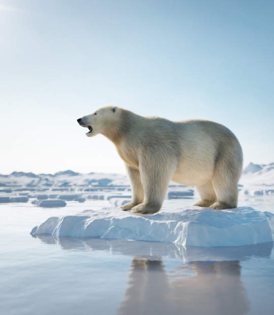 Urso polar em calota de gelo no oceano