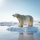 Urso polar em calota de gelo no oceano