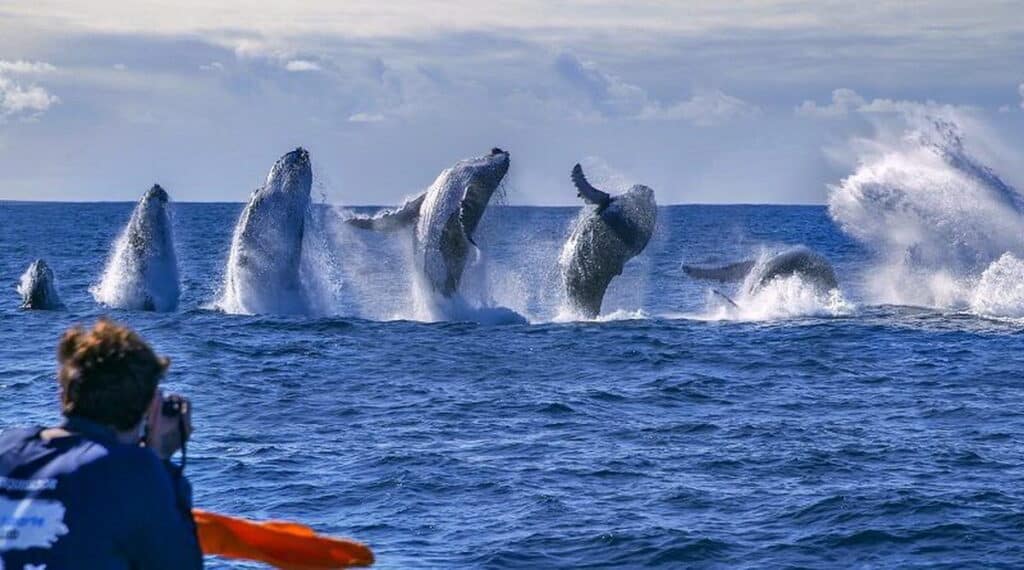 Montagem de uma baleia-jubarte executando um salto completo, capturando todos os estágios do movimento."Finalidade da Imagem: A imagem demonstra a incrível habilidade de salto da baleia-jubarte, destacando a beleza e a força desse mamífero marinho.