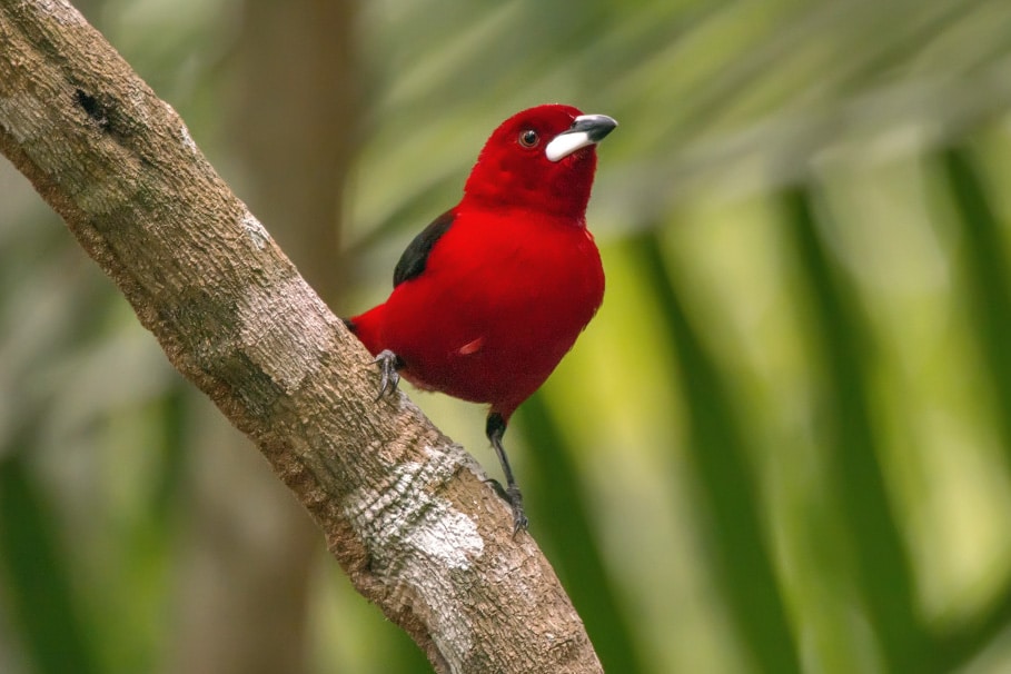 Tiê-sangue com plumagem vermelha vibrante pousado em um galho na Mata Atlântica.