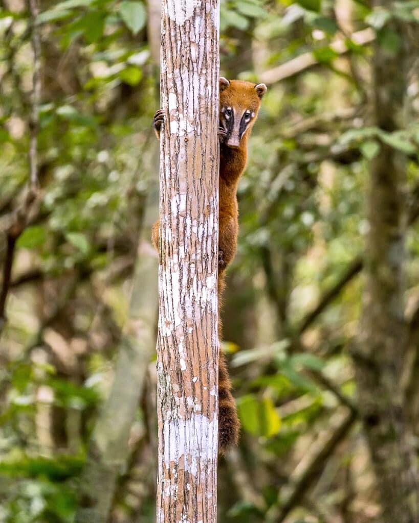 Quati-de-cauda-anelada observando curiosamente, agarrado em uma árvore, na Reserva Biológica de Sooretama.