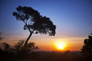 Silhueta de uma árvore no pôr-do-sol do Instituto Terra.