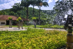 Funcionários do Instituto Terra carregando mudas no viveiro.