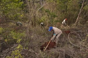 Funcionários plantando mudas de árvores nativas no Instituto Terra.