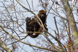 Mamãe bugio com filhote em cima de uma árvore no Instituto Terra.