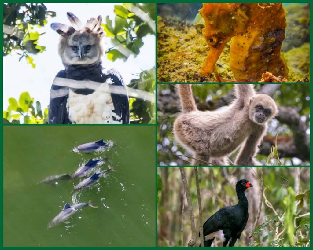 Montagem de imagens das espécies ameaçadas no Espírito Santo, incluindo muriqui-do-norte, mutum-de-bico-vermelho, harpia, cavalo-marinho-do-focinho-longo e boto-cinza.