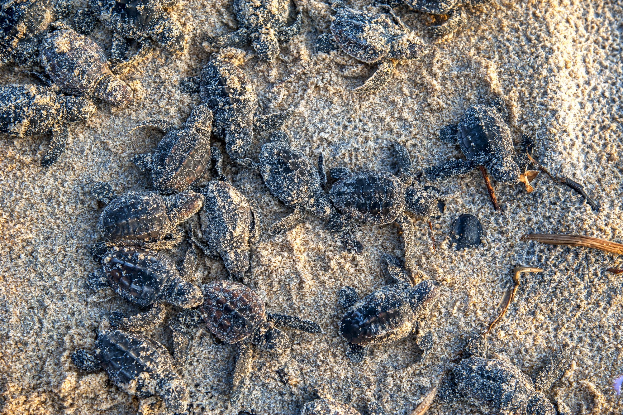 Filhotes de tartarugas-marinhas recém-nascidas caminhando em direção ao mar.