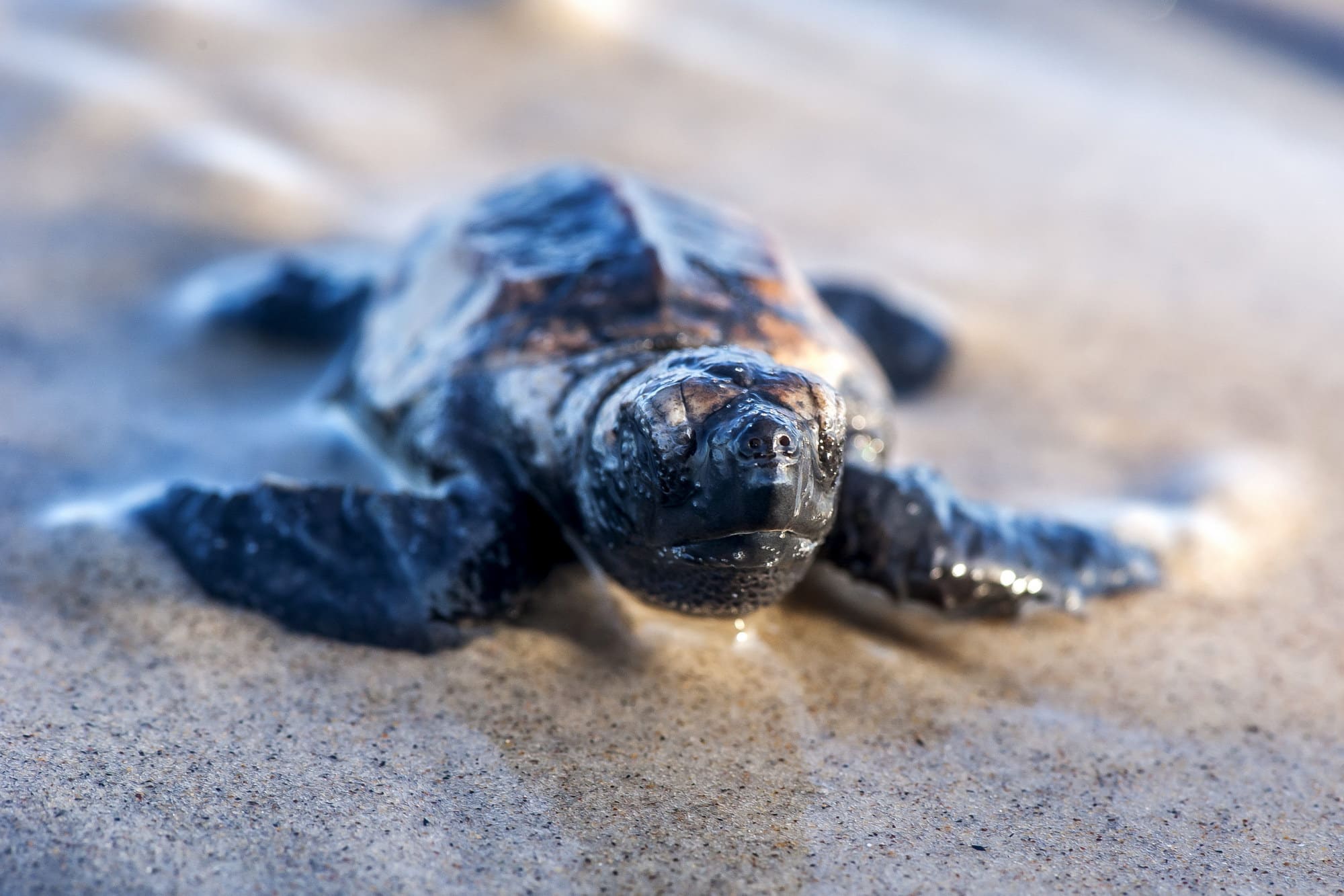 Filhotes de tartarugas-marinhas recém-nascidas caminhando em direção ao mar.