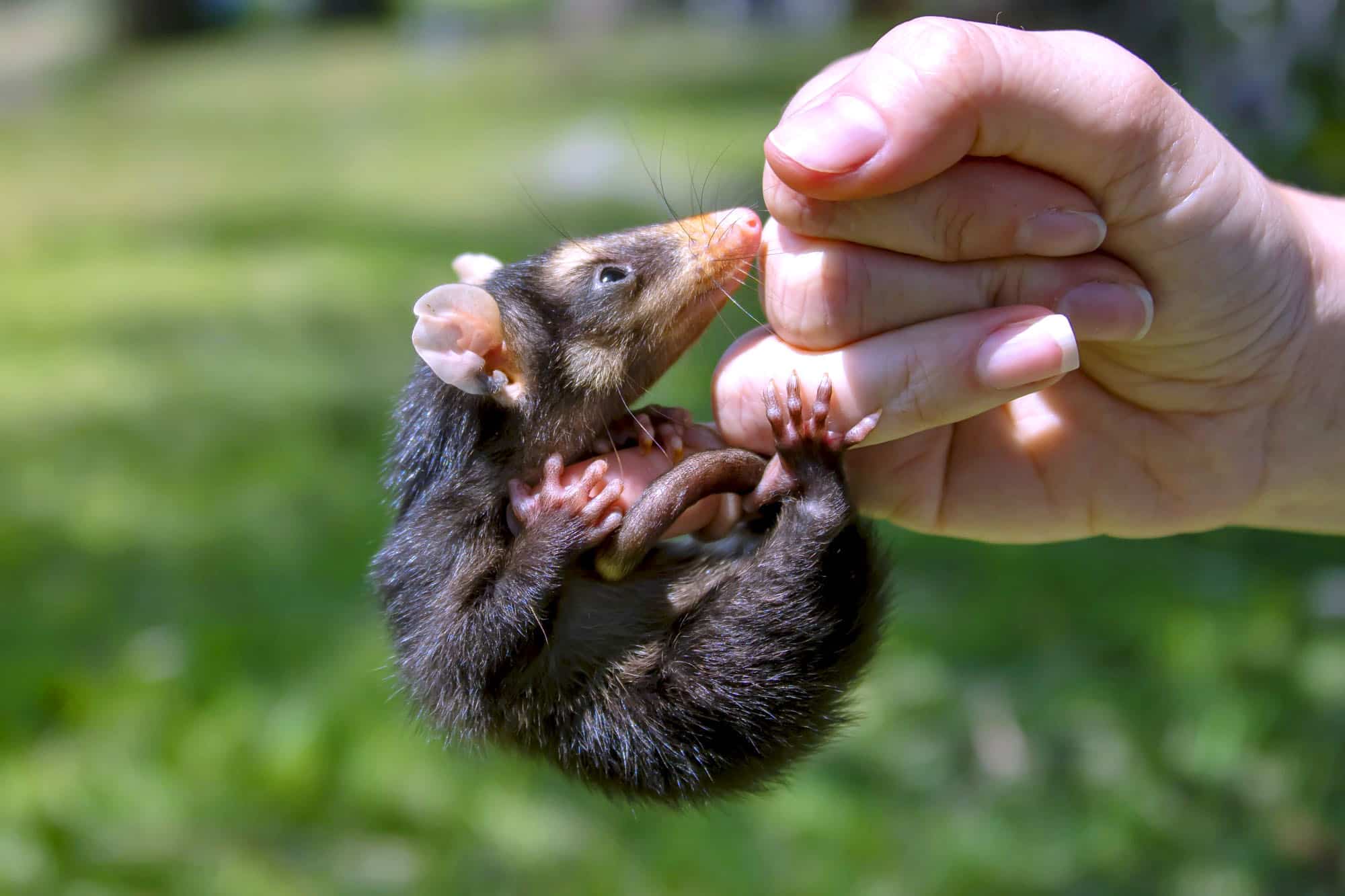 Filhote de gambá-de-orelha-preta segurando-se no dedo mindinho da bióloga após perder sua mãe.