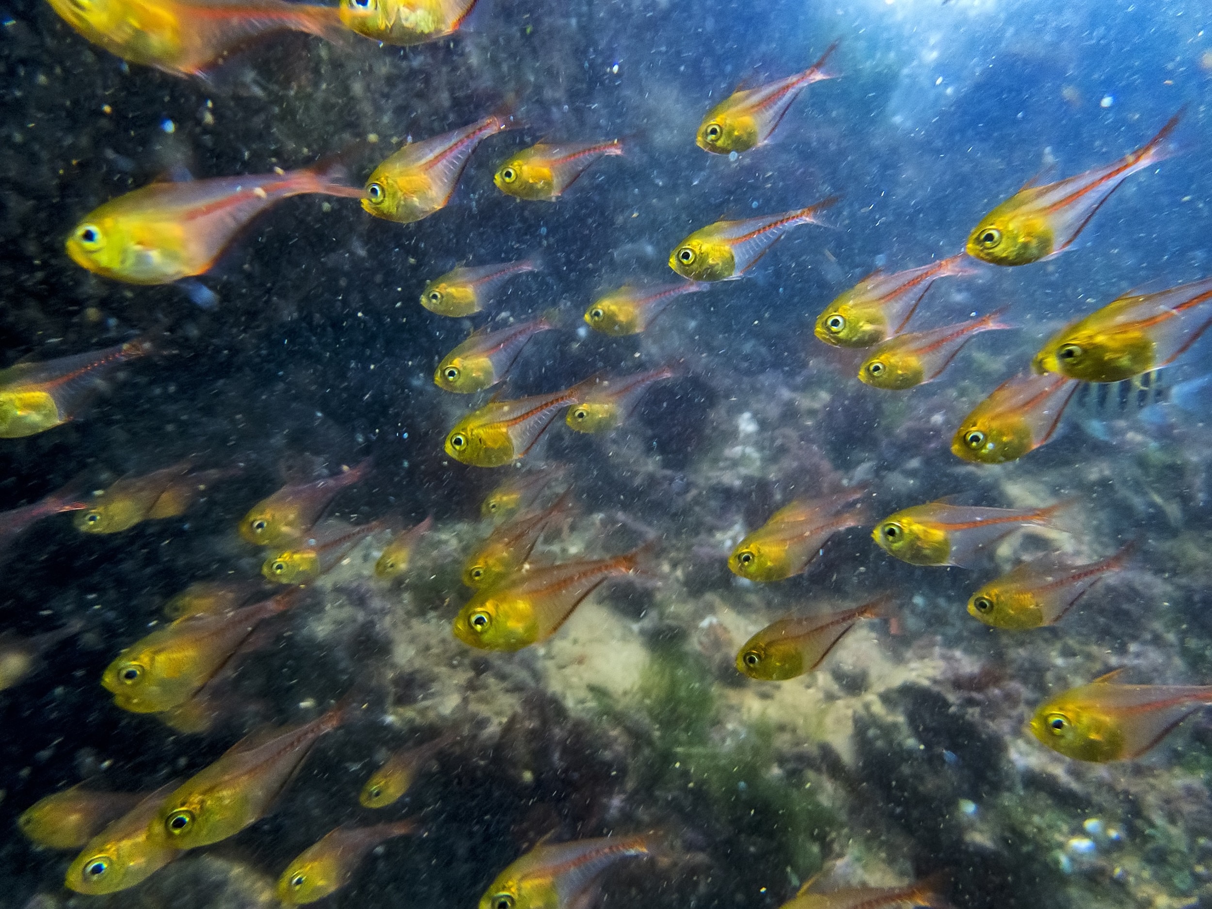 Ecossistema marinho vibrante da Baía das Tartarugas, capturado durante um mergulho subaquático