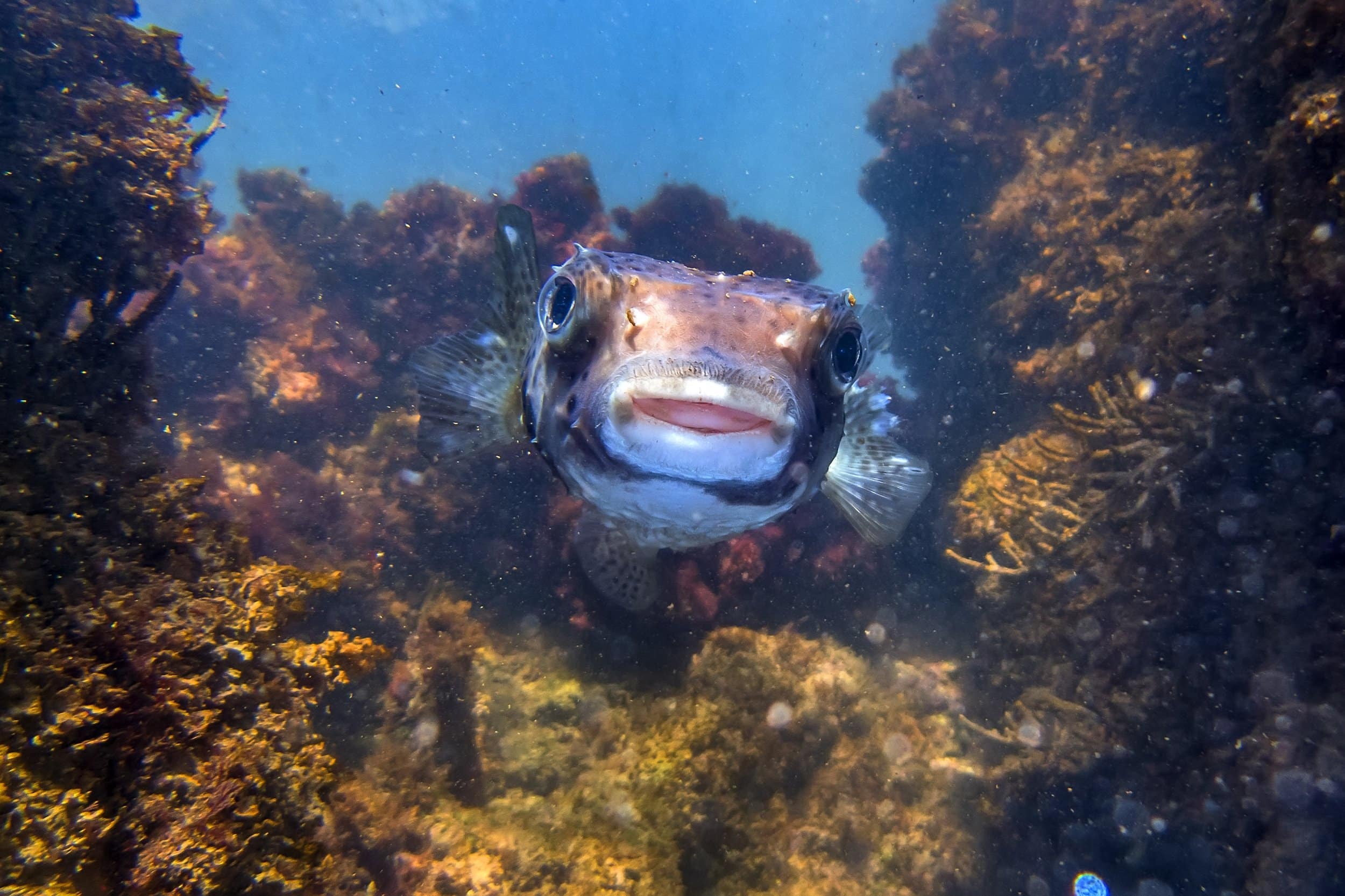 Ecossistema marinho vibrante da Baía das Tartarugas, capturado durante um mergulho subaquático