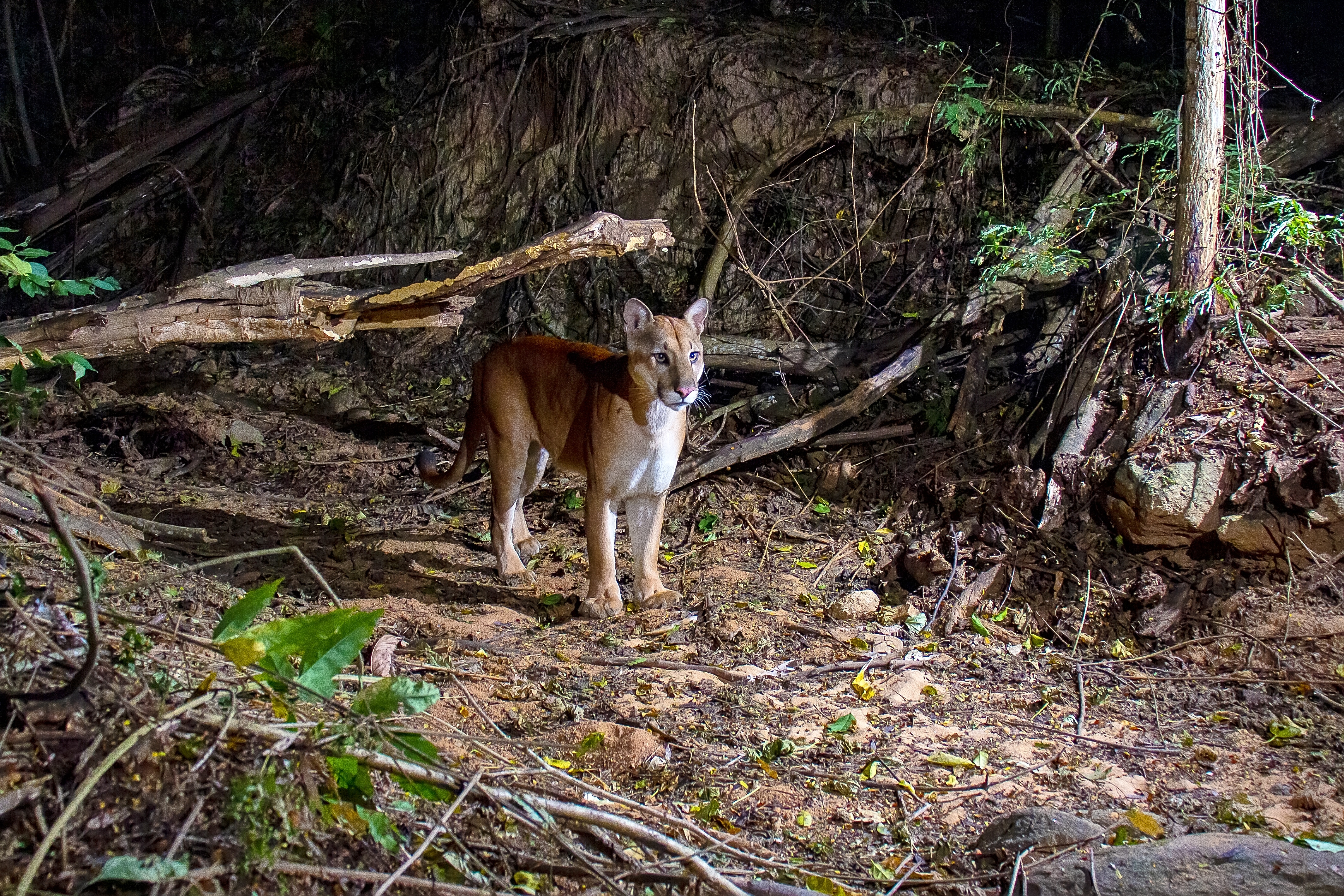 Vários ângulos de uma onça-parda caminhando em uma área florestal do Instituto Terra