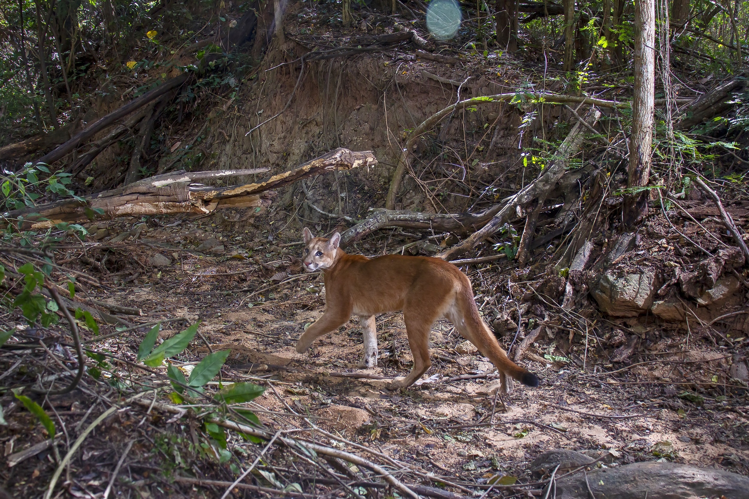 Vários ângulos de uma onça-parda caminhando em uma área florestal do Instituto Terra