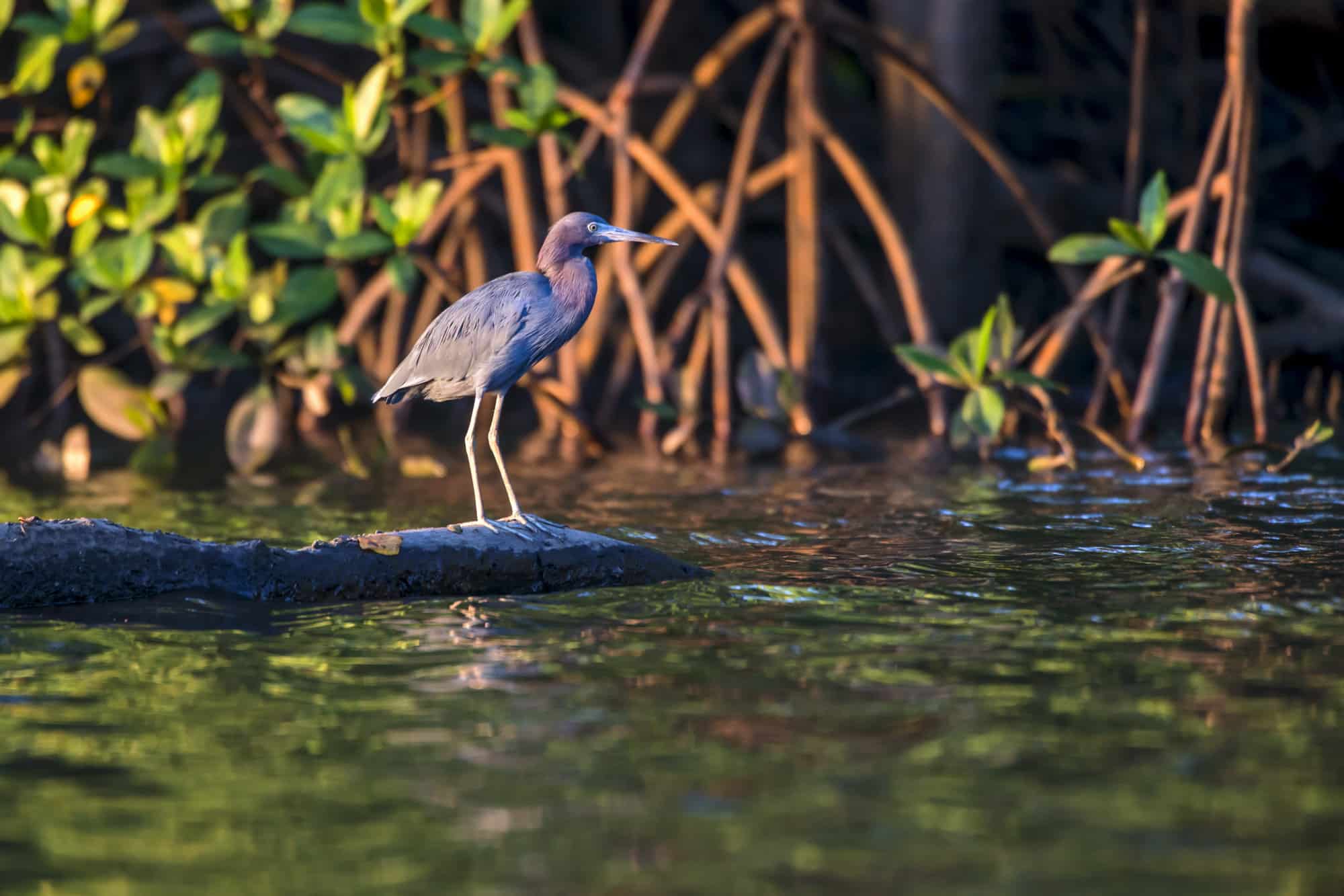 Garça-azul descansando sobre as raízes do manguezal