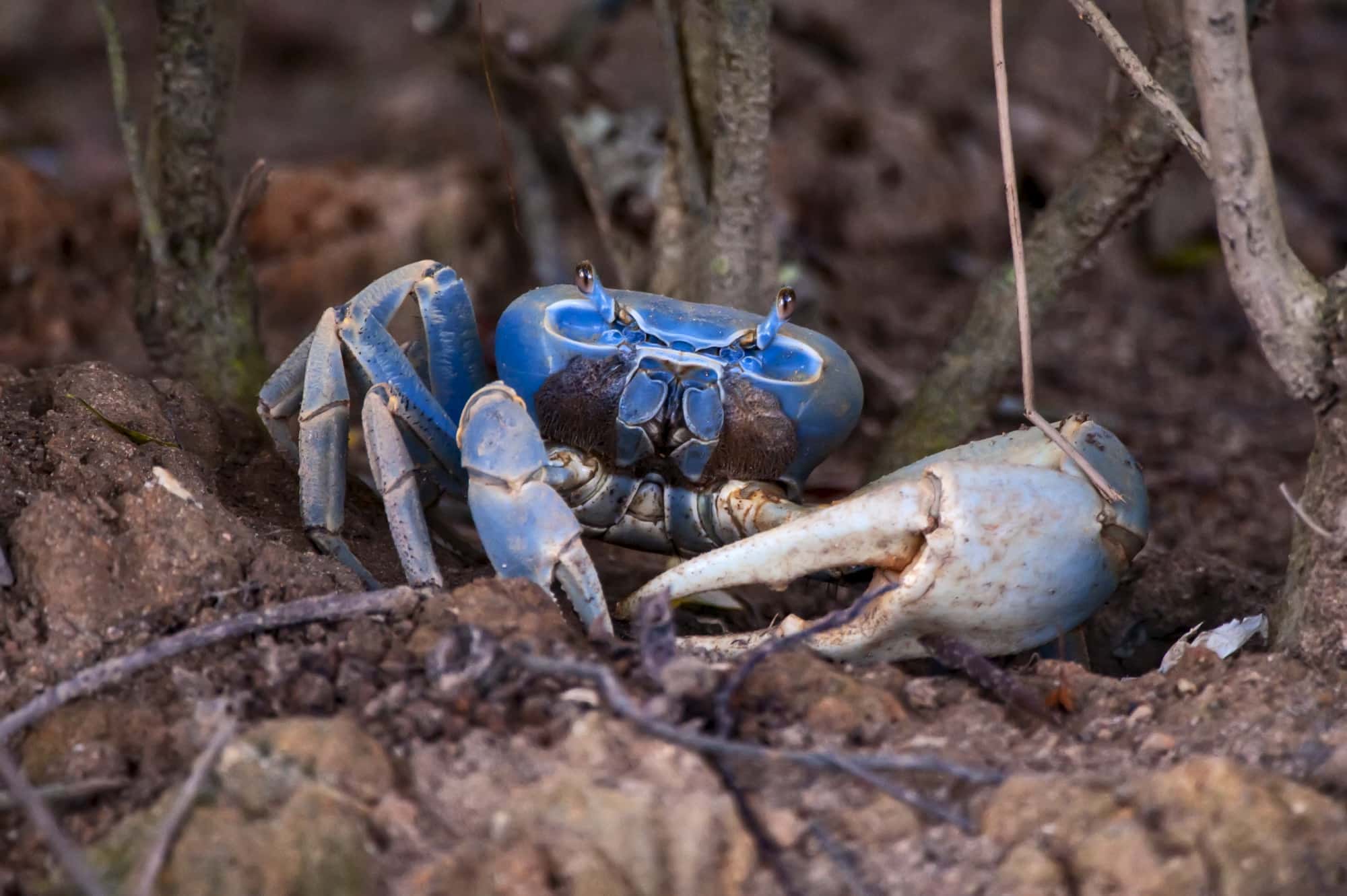 Guaiamum de cor azul vibrante caminhando no manguezal