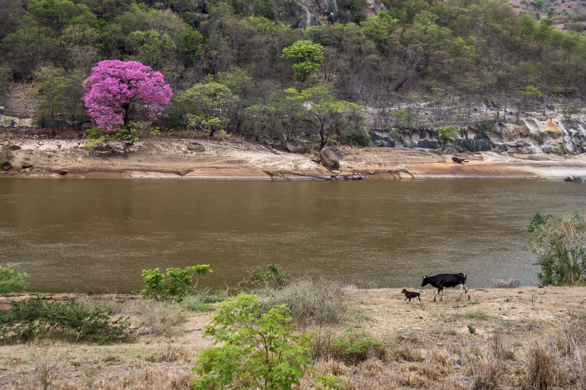 Imagens do Rio Doce antes e durante a tragédia ambiental de 2015, com uma captura da repercussão nas redes sociais