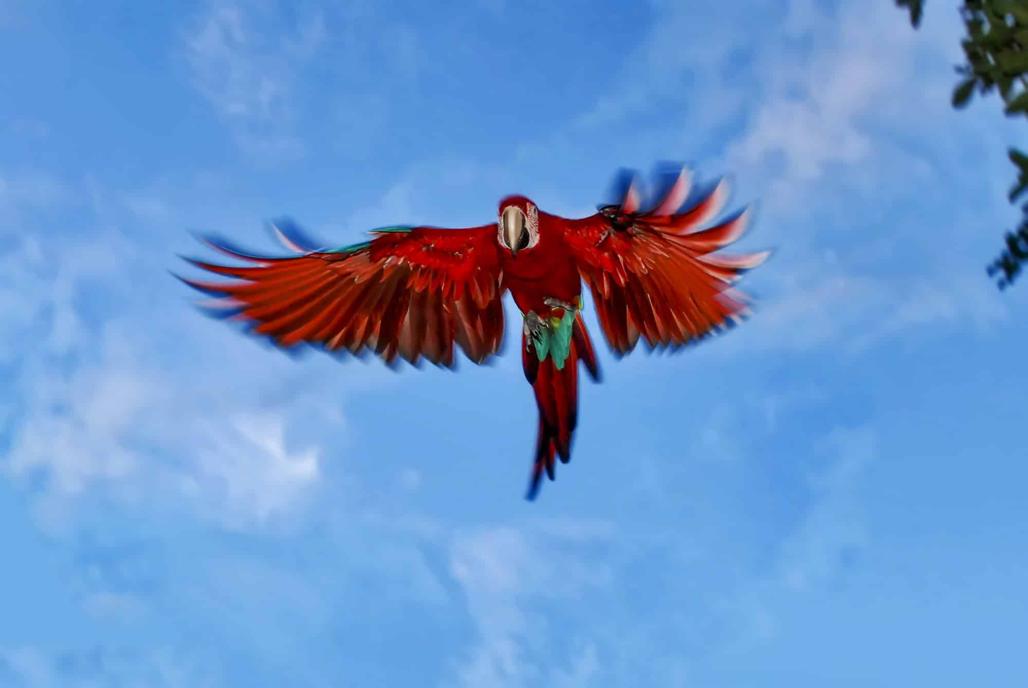 Arara-vermelha na região do Rio Doce