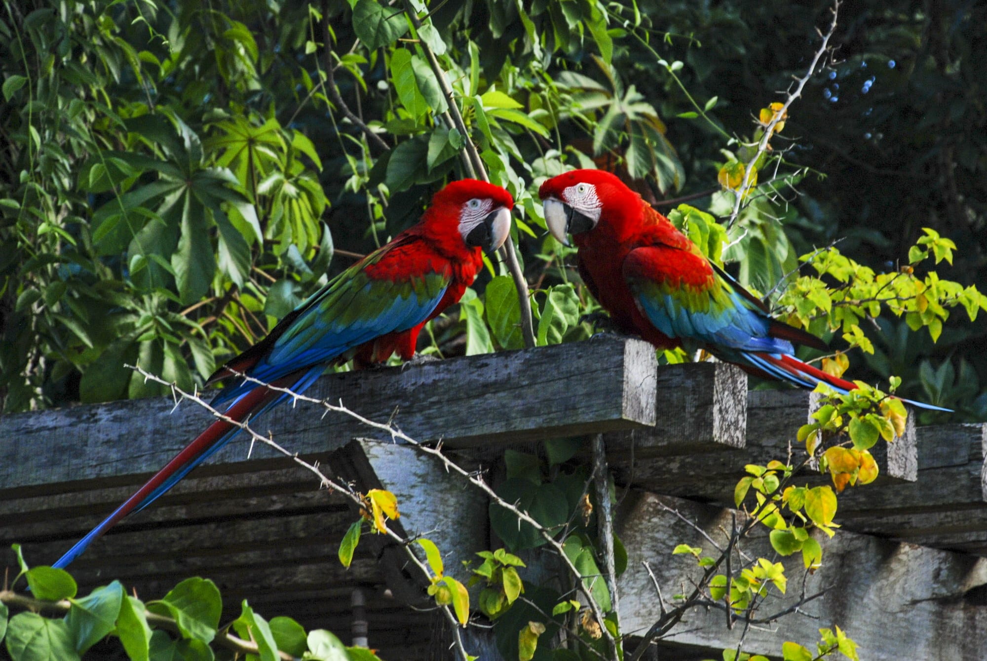 Arara-vermelha na região do Rio Doce