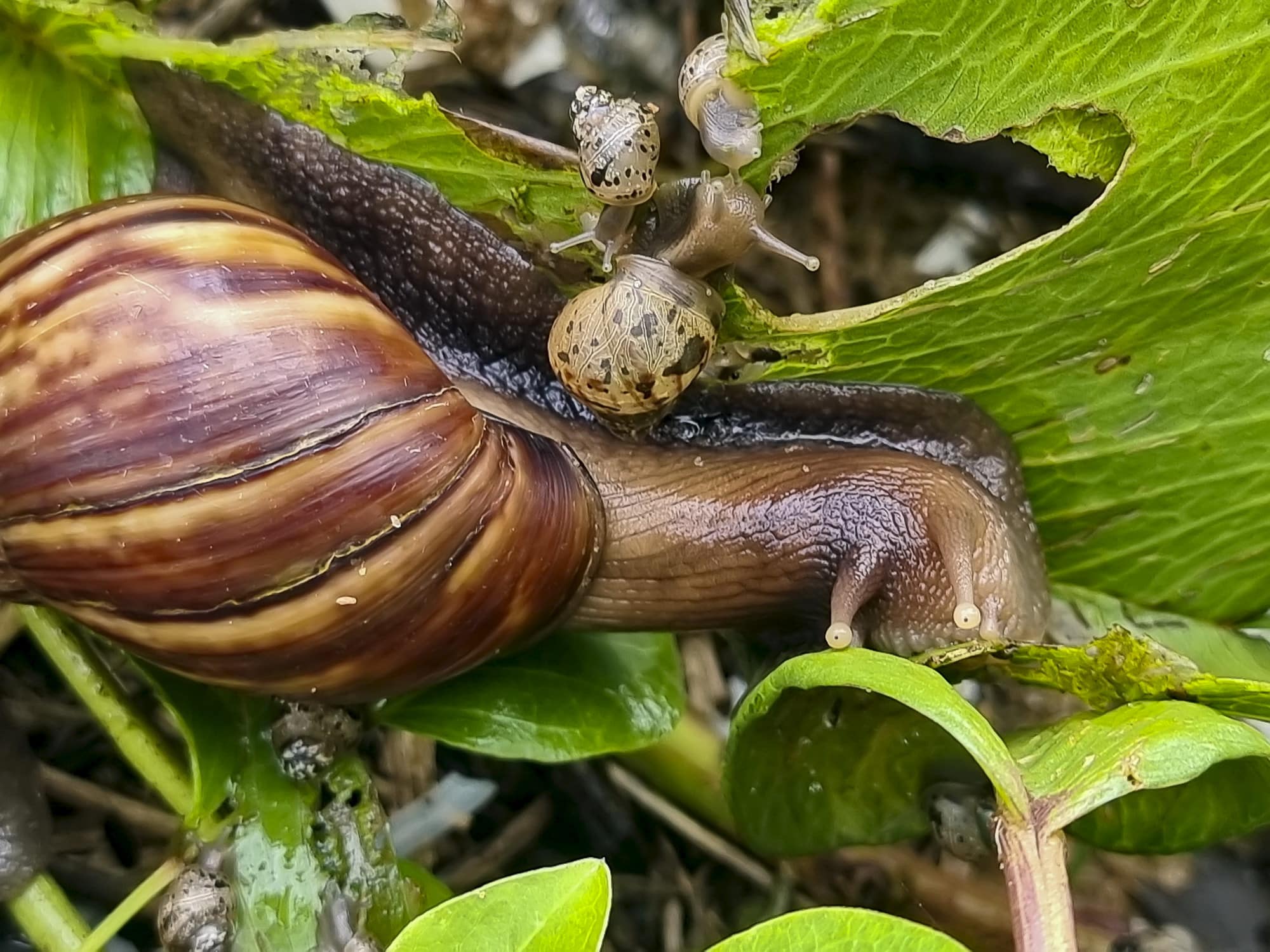 imagens mostrando infestação de caracóis-africanos adultos e filhotes na vegetação de restinga