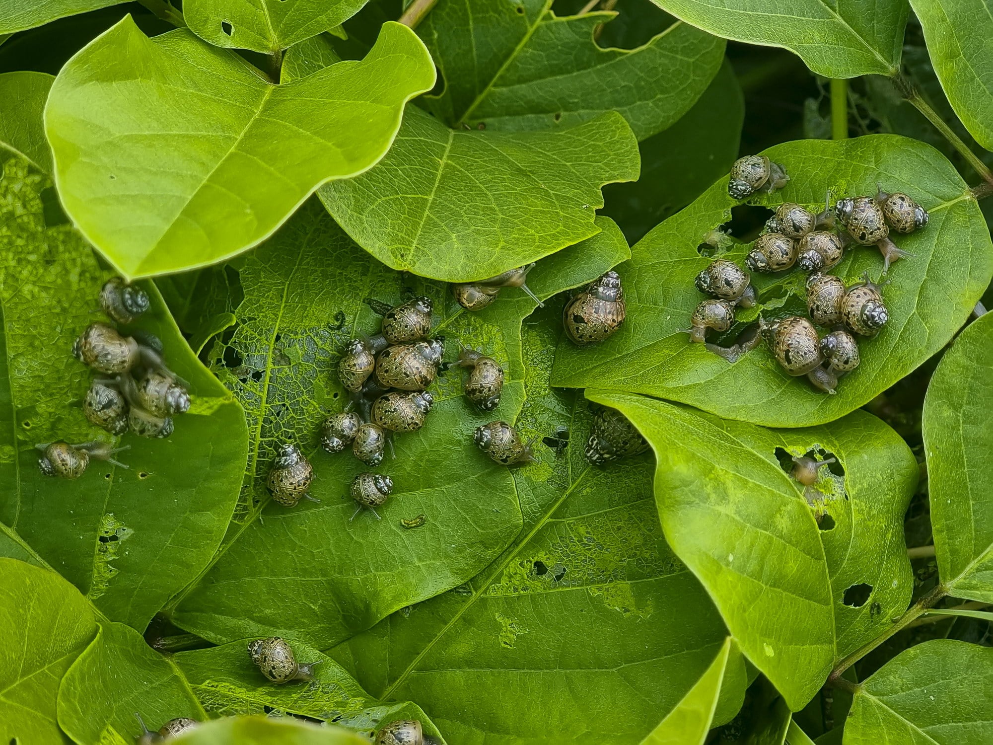 imagens mostrando infestação de caracóis-africanos adultos e filhotes na vegetação de restinga