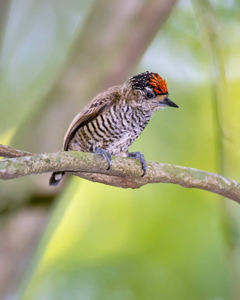  Pica-pau-anão-barrado com sua cabeça vermelha característica em um galho na Mata Atlântica