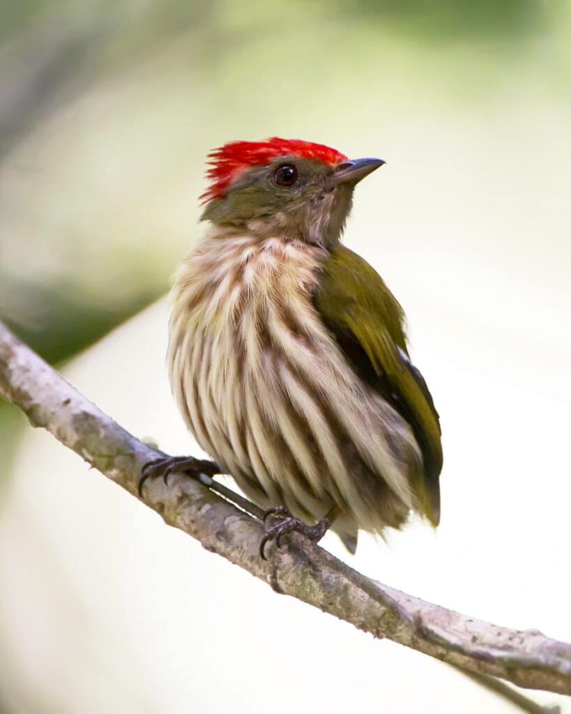 Tangará-rajado com plumagem vermelha na cabeça, fotografado na floresta tropical