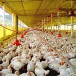 Agro vive alta na retomada: o boom da avicultura