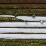 Onda de frio prejudica produtores rurais do Brasil 