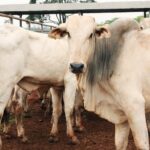 Vaca louca não apresenta risco no Brasil, segundo OIE