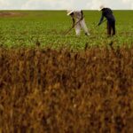 Emprego formal acelera, mas ritmo de contratações reduz no agro