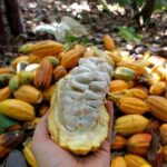 Produção de cacau, coco, mandioca, pimenta-do-reino e banana cresce no Espírito Santo em 2023