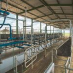 Cooperativa capixaba lança projeto inovador para aumentar a produtividade do gado leiteiro