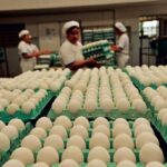 Exportação de ovos avançam 38,9% no início de 2022