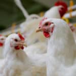 Superando a China, país árabe torna-se o maior comprador de frango do Brasil
