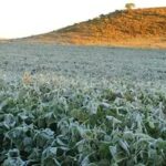 Temperaturas perto de zero causam prejuízos para agricultores no ES