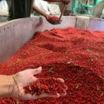 Espírito Santo deve exportar 700 toneladas de pimenta rosa na safra 2022