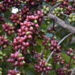 Cooabriel investiu R$ 30 milhões nos últimos 5 anos para aumentar a qualidade da produção de café conilon