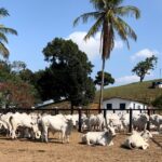 Criadores de gado de corte comemoram sinais de valorização da arroba do boi gordo