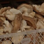 Mais de 10 toneladas de cogumelos foram produzidas no Espírito Santo em 2021