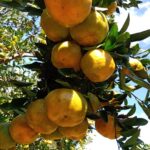 Fruta da estação: colhida durante o inverno, tangerina aumenta o faturamento de agricultores familiares do estado