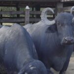 Pecuaristas e agroindústrias faturam com criação de búfalos e produção de derivados do leite, em Linhares
