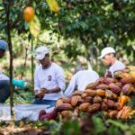 Produção capixaba de cacau, coco e banana cresce no primeiro semestre de 2023