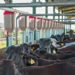 Preço do leite ao produtor cai 6,7% no Espírito Santo em julho na entressafra