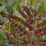 Mecanização garante produção elevada de café especial em Afonso Cláudio