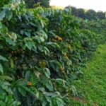 Pesquisa vai identificar variedades de café arábica que melhor se adaptam ao cultivo no Espírito Santo