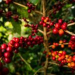 Produção de café arábica cresceu 42,7% no Espírito Santo em 2022