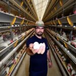 Coopeavi abre 30 cotas do lote de galinhas para produtores do ES