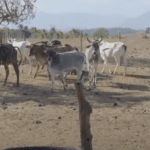 Estiagem prolongada e seca de pastos afeta gado em Anchieta