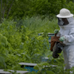 Produtores capixabas exportam mel para o Japão com apicultura migratória