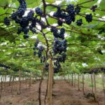 Terceira temporada da colheita de uva está aberta à visitação em Linhares